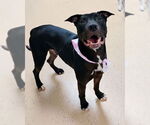 Small #3 American Pit Bull Terrier-Labrador Retriever Mix
