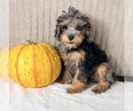 Whistles - Male Bernedoodle (Miniature) (+ Poodle Miniature) Puppy for Sale - Photo #2