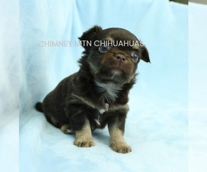 Chihuahua Dog for Adoption in MUSKOGEE, Oklahoma USA