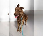 Small #2 Mutt