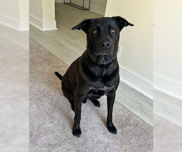 Medium Photo #6 Labrador Retriever-Unknown Mix Puppy For Sale in Royal Palm Beach, FL, USA