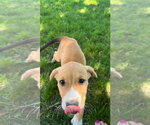 Small #1 Mutt