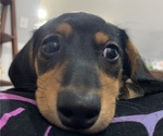 Small Photo #6 Dachshund Puppy For Sale in GUYTON, GA, USA