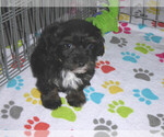 Small Photo #7 Poovanese Puppy For Sale in ORO VALLEY, AZ, USA