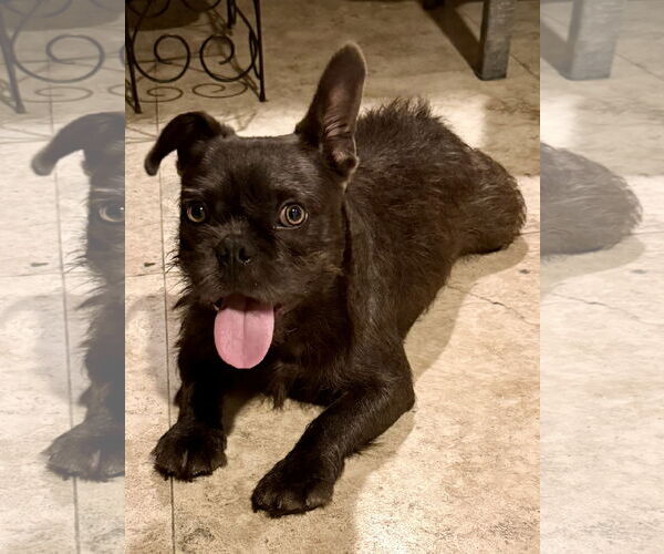 Medium Photo #3 French Bulldog Puppy For Sale in Boca Raton, FL, USA