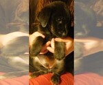 Small Photo #15 Golden Labrador Puppy For Sale in IDAHO SPRINGS, CO, USA