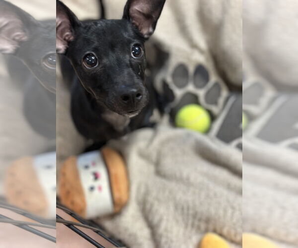 Medium Photo #4 Chiweenie Puppy For Sale in St. Louis Park, MN, USA