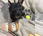 Small #3 Chiweenie