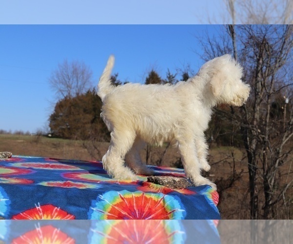 Medium Photo #18 Goldendoodle Puppy For Sale in UNION CITY, TN, USA