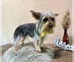 Small Photo #6 Yorkshire Terrier Puppy For Sale in NAPPANEE, IN, USA