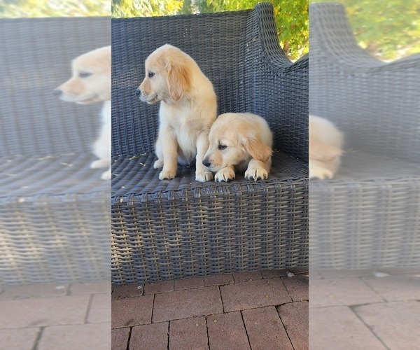 Medium Photo #7 Golden Retriever Puppy For Sale in ELVERTA, CA, USA