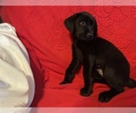 Small #5 Labrador Retriever