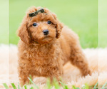 Small #1 Poodle (Miniature)