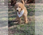 Small Photo #5 Poodle (Standard) Puppy For Sale in ABILENE, TX, USA