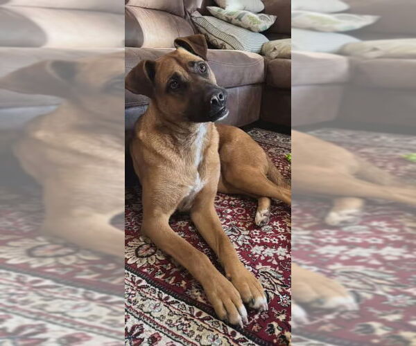 Medium Photo #3 Boxer-German Shepherd Dog Mix Puppy For Sale in Monterey, VA, USA