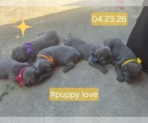 Medium Photo #25 Cane Corso Puppy For Sale in COLUMBIA, SC, USA