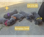 Litter of 10 - Male(s) and Female(s) Cane CorsoLitter of Puppies for Sale - Photo #25