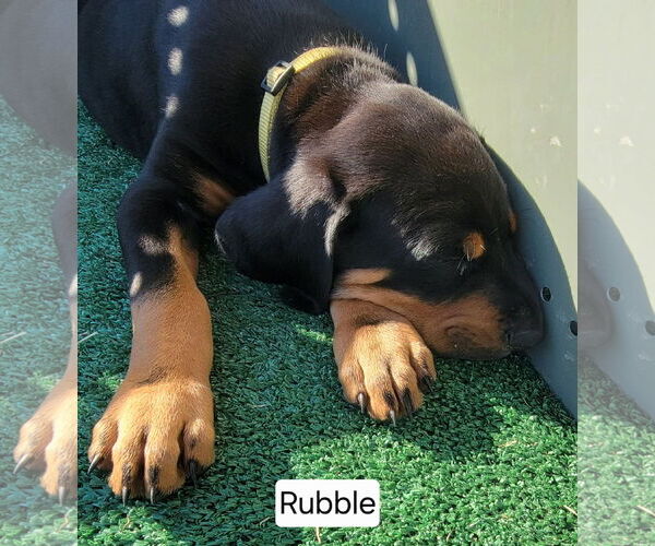 Medium Photo #1 Bluetick Coonhound-Doberman Pinscher Mix Puppy For Sale in Minneaoplis, MN, USA