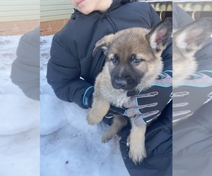 German Shepherd Dog Puppy for sale in MADISON HEIGHTS, VA, USA