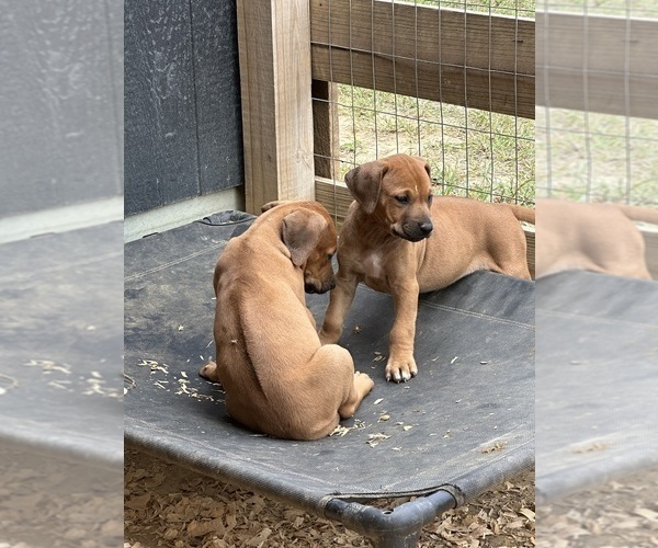 Medium Photo #6 Rhodesian Ridgeback Puppy For Sale in ROME, GA, USA