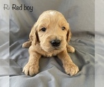 Small Photo #9 Goldendoodle Puppy For Sale in GARDEN CITY, MO, USA