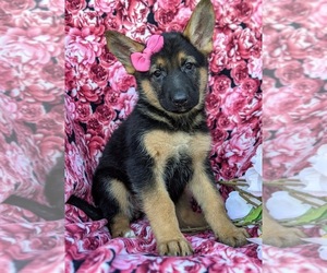 German Shepherd Dog Puppy for sale in ELKTON, MD, USA