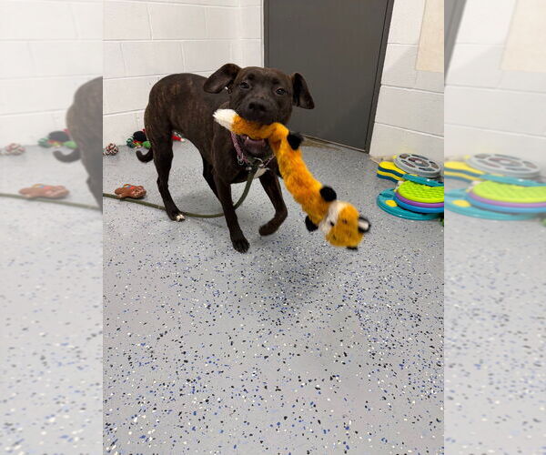 Medium Photo #4 American Staffordshire Terrier-Labrador Retriever Mix Puppy For Sale in Pierceton , IN, USA