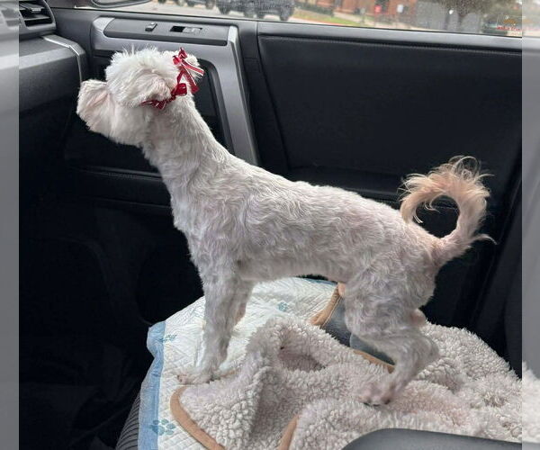 Medium Photo #6 Maltese Puppy For Sale in Boonton, NJ, USA