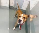 Small American Pit Bull Terrier