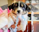 Puppy Mickie Miniature Australian Shepherd