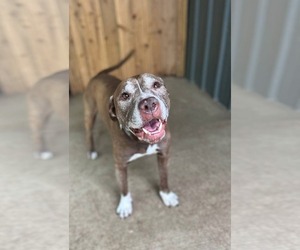 Tressel - Male American Pit Bull Terrier-Unknown Mix Dog for Adoption - Photo #9