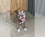 Small #8 American Pit Bull Terrier Mix