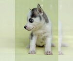 Small #1 Siberian Husky