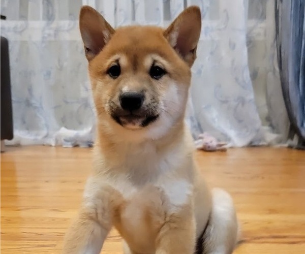 Medium Photo #15 Shiba Inu Puppy For Sale in CARPENTERSVILLE, IL, USA