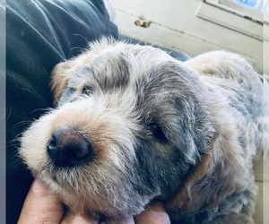 Australian Cattle Dog-Goldendoodle Mix Puppy for sale in BURLINGTON, IA, USA