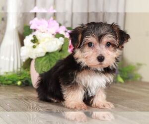 Yo-Chon Puppy for sale in MOUNT VERNON, OH, USA