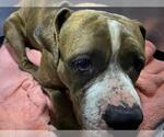 Small American Pit Bull Terrier