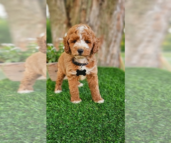 Medium Photo #3 Goldendoodle (Miniature) Puppy For Sale in INDIANAPOLIS, IN, USA