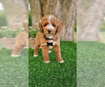 Small #2 Goldendoodle (Miniature)