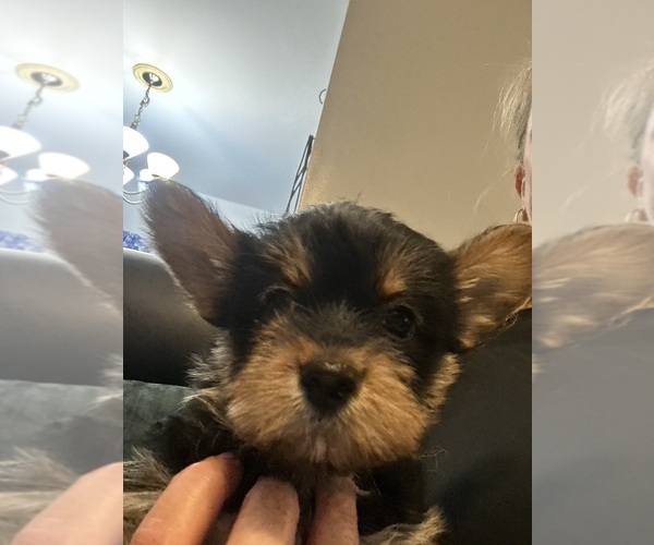 Medium Photo #29 Yorkshire Terrier Puppy For Sale in BRIDGETON, NJ, USA