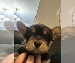 Small Photo #29 Yorkshire Terrier Puppy For Sale in BRIDGETON, NJ, USA