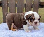 Small Photo #3 Bulldog Puppy For Sale in CORAL GABLES, FL, USA