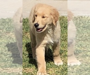 Golden Retriever Puppy for sale in SANTA ANA, CA, USA