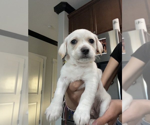 Medium Photo #1 Chihuahua-Maltipoo Mix Puppy For Sale in MANTECA, CA, USA