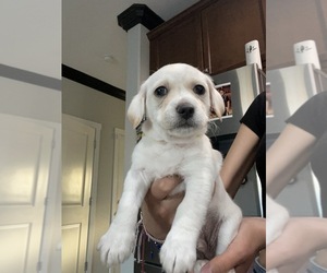 Chihuahua-Maltipoo Mix Puppy for sale in MANTECA, CA, USA