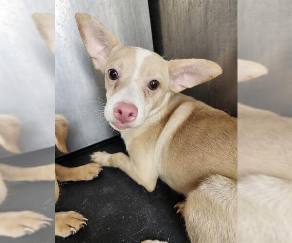 Medium Photo #1 Chihuahua Puppy For Sale in San Antonio, TX, USA
