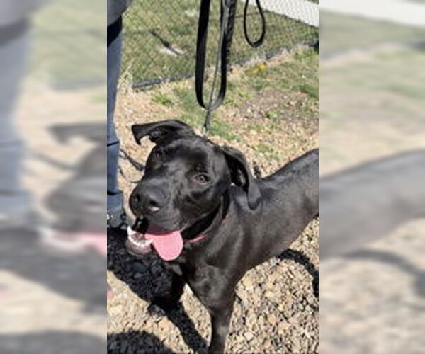 Medium Photo #4 Mutt Puppy For Sale in Oskaloosa, IA, USA