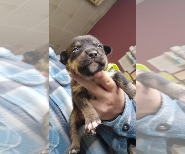 Medium Photo #2 Mutt Puppy For Sale in Evansville, IN, USA