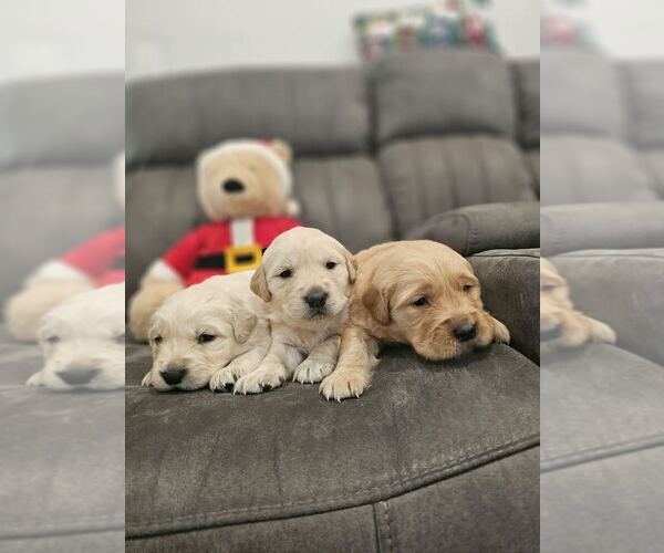 Medium Photo #7 English Cream Golden Retriever Puppy For Sale in SACRAMENTO, CA, USA