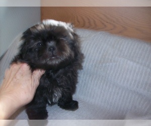 Shih Tzu Puppy for sale in S ZANESVILLE, OH, USA